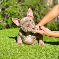 American bully femmine, anche merlé