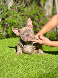 American bully femmine, anche merlé