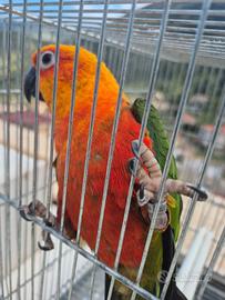 Canuro maschio fattore rosso