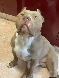 American bully xl- thor