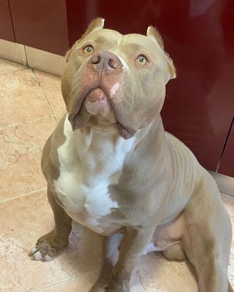 American bully xl- thor
