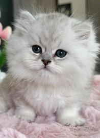 British Longhair silver shaded dolcissimo Maschio