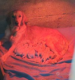Disponibili Cuccioli di Golden Retriever