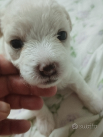 Vendita cuccoli di maltese
