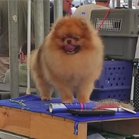 Spitz tedesco pomerania