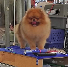 Spitz tedesco pomerania