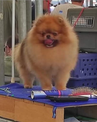 Spitz tedesco pomerania