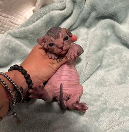 Sphynx
