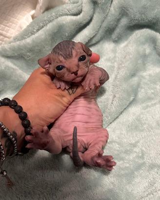 Sphynx
