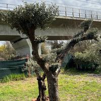 Olivo Bonsai promo 790 euro