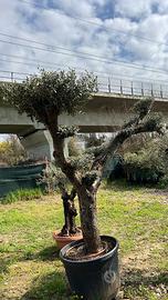 Olivo Bonsai promo 790 euro