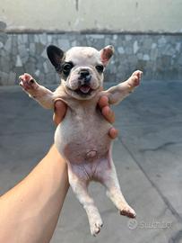 Bulldog francese
