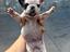 Immagine 1