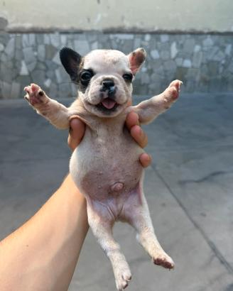 Bulldog francese
