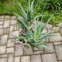 piante aloe