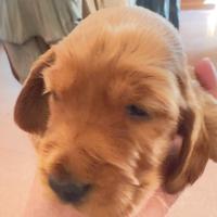 Cuccioli di cocker spaniel