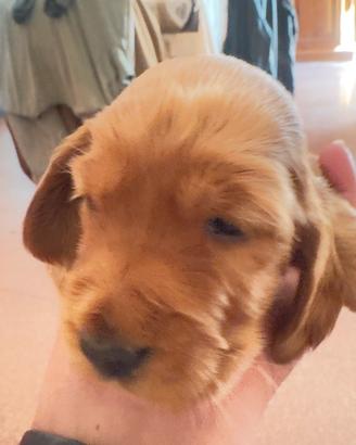 Cuccioli di cocker spaniel