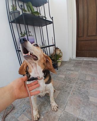 Beagle