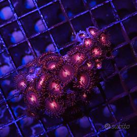 Zoanthus alien explosión