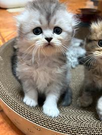 Scottish fold/straight gattini