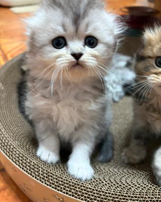 Scottish fold/straight gattini