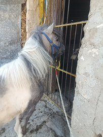 Pony maschio