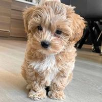 MALTIPO - MALTIPOO CUCCIOLI ALBICOCCA pag 12 mesi