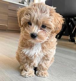 MALTIPO - MALTIPOO CUCCIOLI ALBICOCCA pag 12 mesi