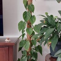 Pianta da interno  Philodendron Scadens 125cm h