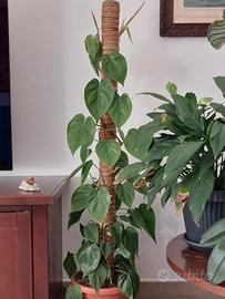 Pianta da interno  Philodendron Scadens 125cm h
