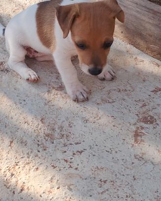 Cuccioli di jack russell