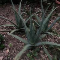Pianta Aloe Vera