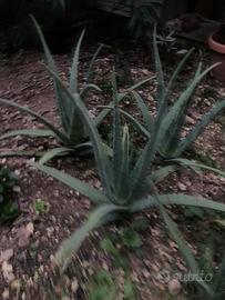 Pianta Aloe Vera