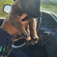 Cuccioli di malinois