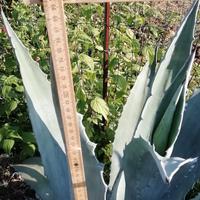 agave   grande da giardino 