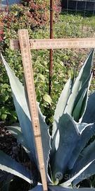 agave   grande da giardino 