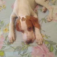 pointerini da tartufo