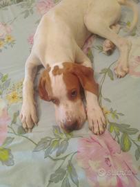 pointerini da tartufo