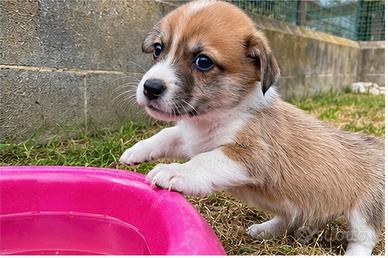 Corgi Pembroke