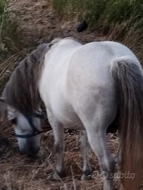 Cavallo
