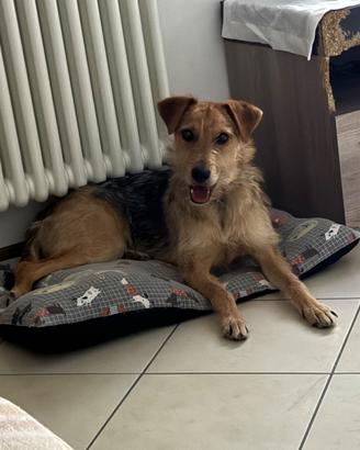 Cucciolo cane