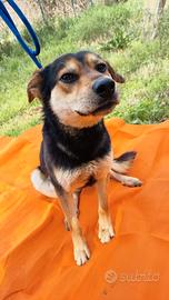 In adozione, meticcetto ti aspetta. ALAN