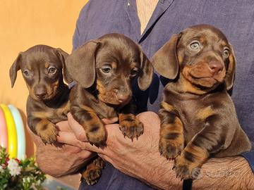 Cuccioli di Bassotto Tedesco