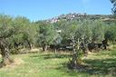 ter-agricolo-a-tivoli