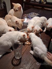 gattini siamesi red point