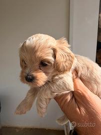 Maltipoo mini toy