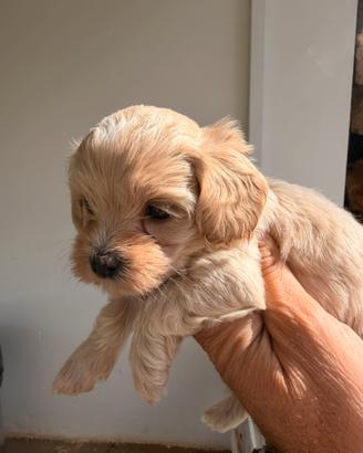 Maltipoo mini toy