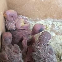 Pulli per l'imbocco a mano