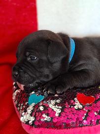 Cuccioli staffordshire bull terrier