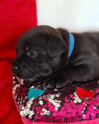 Cuccioli staffordshire bull terrier